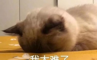 你有没有想过，未来的家不只是住的地方，更是懂你的“生活伙伴”？